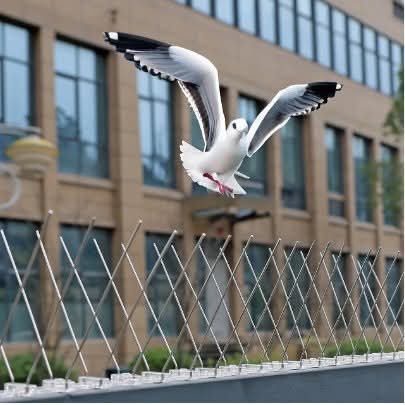 Anti Bird Spikes