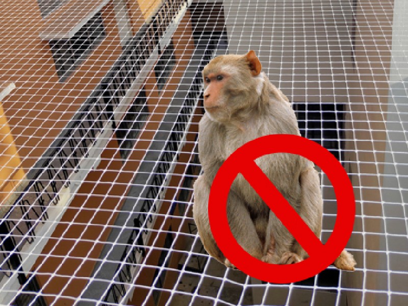 Monkeys Safety Nets