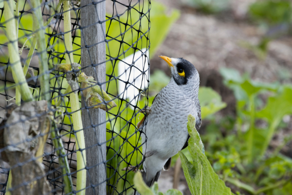 AntiBird Safety Nets